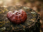 Reishi gomba