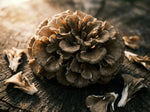 Maitake